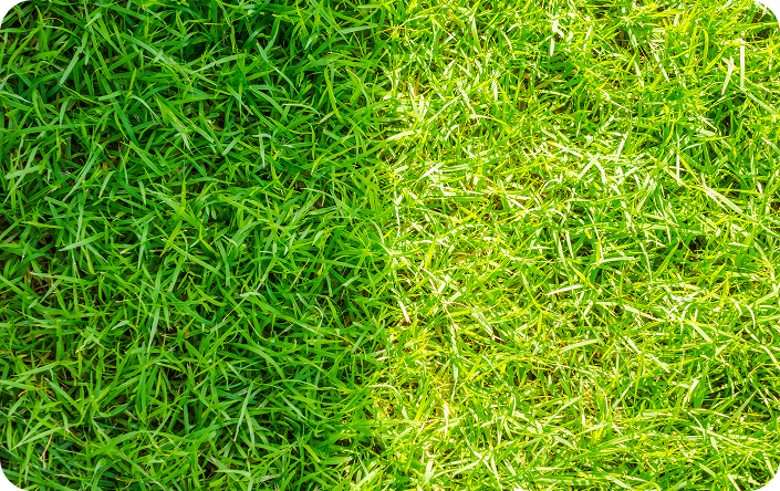 Two types of grass